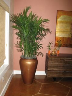 a large potted plant sitting in the corner of a room