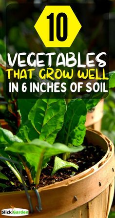 a potted plant with the words 10 vegetables that grow well in 6 inches of soil