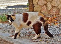 a cat is standing on the side walk