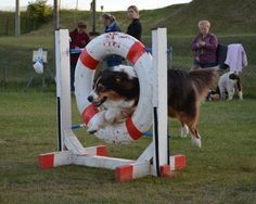 a dog jumping over an obstacle with people watching