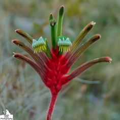 a red flower with two green leaves on it's end and the top part of its bud