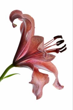 a pink flower with green stems in front of a white background and the bottom part of it's petals