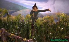 a scarecrow standing in the middle of a corn field