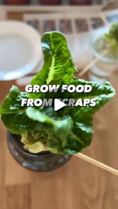 lettuce in a jar with the words grow food from scraps on it