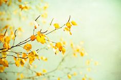 some yellow leaves on a tree branch with blue sky in the backgrounnd