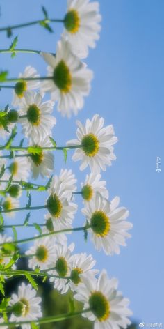 white daisies against a blue sky with the word love written on it in cursive writing