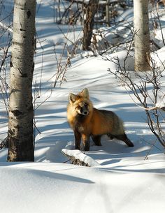 a red fox standing in the snow between two trees