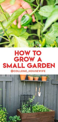 how to grow a small garden collage with text overlay