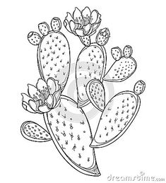 Cactus Outline, Cactus Illustration, Fruits Drawing, Leather Tooling Patterns, Tooling Patterns, Pear Cactus