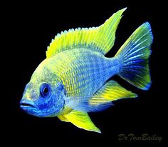 a blue and yellow fish on a black background