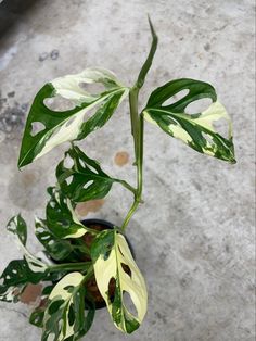 a plant with green and white leaves in a black pot on a cement floor next to a window