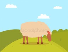 a sheep standing on top of a lush green field