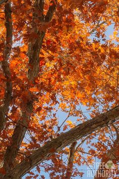 an orange tree with lots of leaves on it's branches and the sky in the background