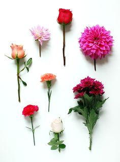 six different types of flowers arranged on a white surface