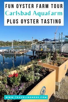 an image of a boat dock with flowers in the foreground and text overlay reading fun oyster farm tour carlsbad aquarium plus oyster tasting