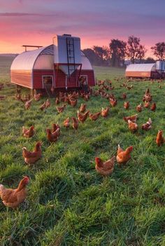 several chickens are walking around in the grass near a barn and silo at sunset