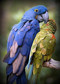 two colorful parrots sitting on top of a tree branch next to eachother