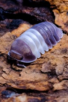 a close up of a caterpillar on a rock