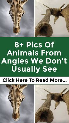 eight pics of animals from angles we don't usually see click here to read more