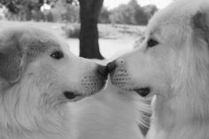 two white dogs are kissing each other in front of a tree and grass area with trees behind them