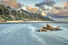 there is a tree stump on the beach