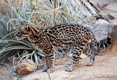 a large cat walking across a dirt road