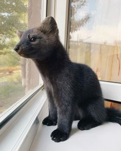 a small black cat sitting on top of a window sill next to a window