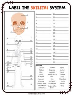 the skeletal system with labels for each skeleton