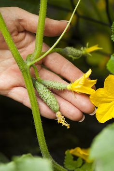 a person holding onto a yellow flower with green stems and leaves in the background,