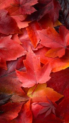 red and yellow leaves in the sunlight