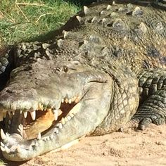 an alligator is laying on the ground with its mouth open