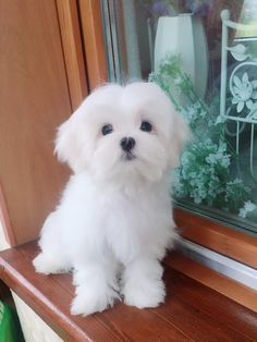 a small white dog sitting on top of a window sill