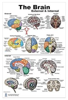 the human brain and its functions