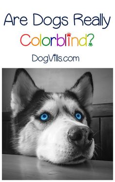 a husky dog with blue eyes and the words are dogs really colorblind?