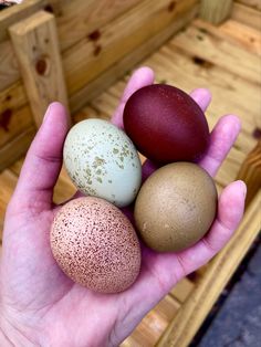 Rainbow Eggs, colorful eggs, chickens, backyard chickens, farm, poultry, chicks, Marans, Olive Eggers, Cream Legbars Backyard Chickens Diy, Chicken Coop Garden, Bird Breeds, Eggs For Sale, Colorful Eggs