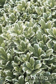 a close up view of some very pretty green plants