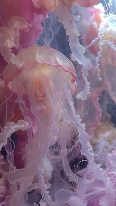 several jellyfish swimming in the water together