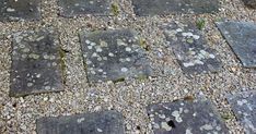 a dog is standing on the cobblestone walkway