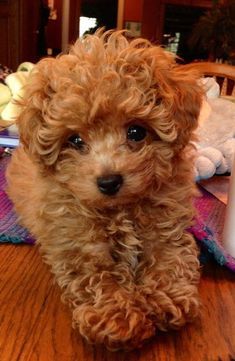 a small brown dog sitting on top of a wooden table next to a bottle of shampoo