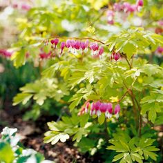 pink and white flowers growing in a garden