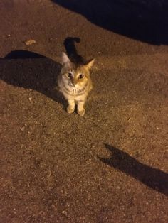 a cat sitting on the ground looking up at someone's shadow in the background