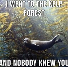 an image of a seal in the water with caption that reads, i went to the keep forest and nobody knew you