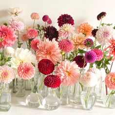 several vases filled with different types of flowers