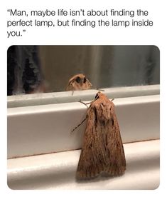 a moth sitting on top of a window sill