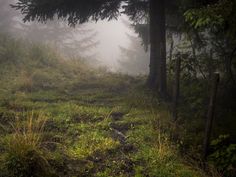 a trail in the woods on a foggy day with lots of trees and grass