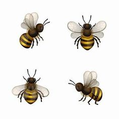 four honeybees in different positions on a white background