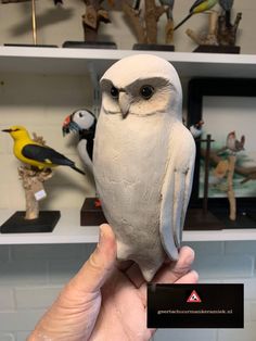 a hand holding an owl figurine in front of shelves with birds on it