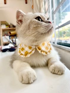 a gray and white cat wearing a yellow bow tie sitting on top of a table