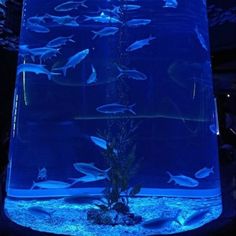 a large aquarium filled with lots of fish in it's display area at night