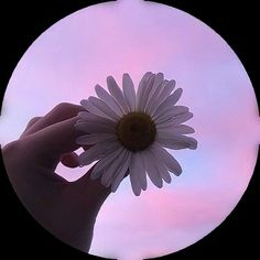 a person holding a flower in front of a pink and blue sky with white clouds